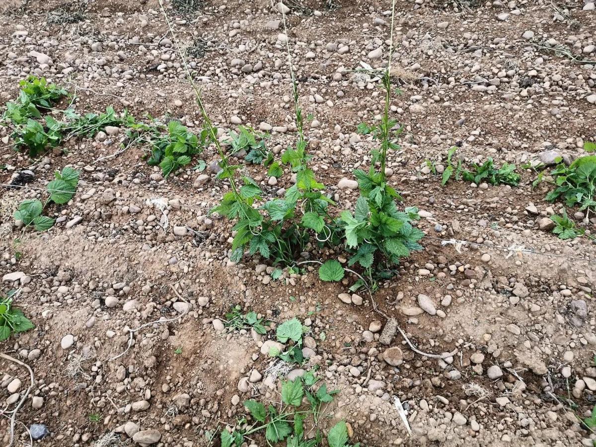 فيلا Alcoba de la Riberaفي Miradoralaribera Chalet Rural المظهر الخارجي الصورة